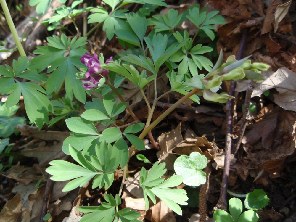 Corydalis cava